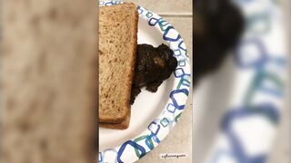 softservequeen - 8+inch thick log becomes your sandwich