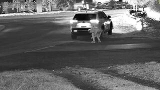Desperate Piss CCTV