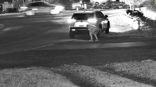 Desperate Piss CCTV