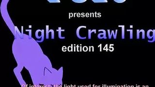 FU10 Night Crawling 145