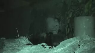 Galician Clip 516-517