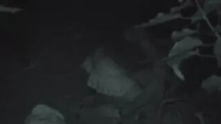 Night Watching 043