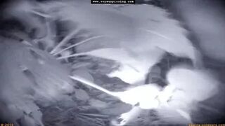 Rock Festival Summary 0085 Part 1