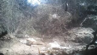 Pee Compilation 43