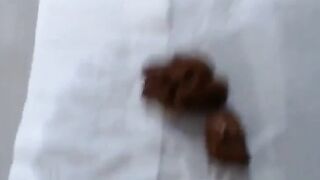 Small Poo
