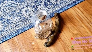 AshleyAssEats - Ashley AssEats Massive 12Inch POOPTRON Shit Logs