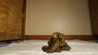 gassy - ur a worship slave to my dirty asshole