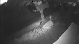 Siku siku na chodniku. Peeing on the sidewalk!