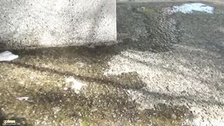 Smooth Ladies Wet the Pavement